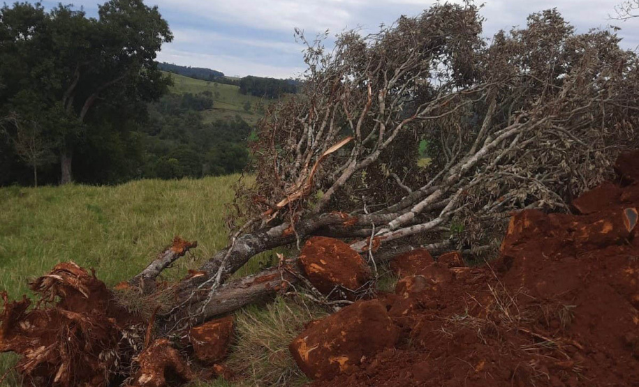 Fiscais do Instituto Água e Terra (IAT) detectaram 245,42 hectares de vegetação nativa retirada ilegalmente e emitiram 167 Autos de Infração Ambiental no Sudoeste do Paraná