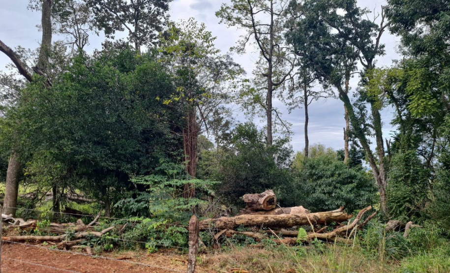 Fiscais do Instituto Água e Terra (IAT) detectaram 245,42 hectares de vegetação nativa retirada ilegalmente e emitiram 167 Autos de Infração Ambiental no Sudoeste do Paraná
