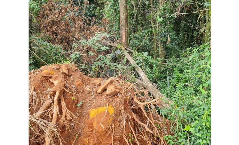 Fiscais do Instituto Água e Terra (IAT) detectaram 245,42 hectares de vegetação nativa retirada ilegalmente e emitiram 167 Autos de Infração Ambiental no Sudoeste do Paraná