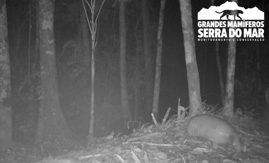 Estudo registra populações de grandes mamíferos em áreas da Copel na Serra do Mar