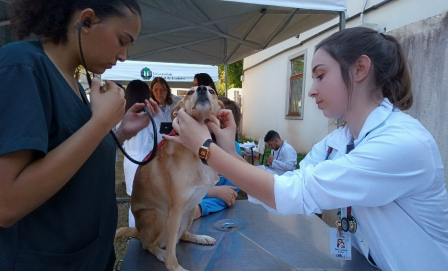 Hospital Veterinário da UEL atende mais de 500 cães em campanha de vacinação