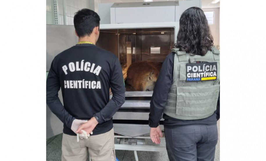 Com serviço especializado, Polícia Científica mantém equipe exclusiva para necropsia em animais