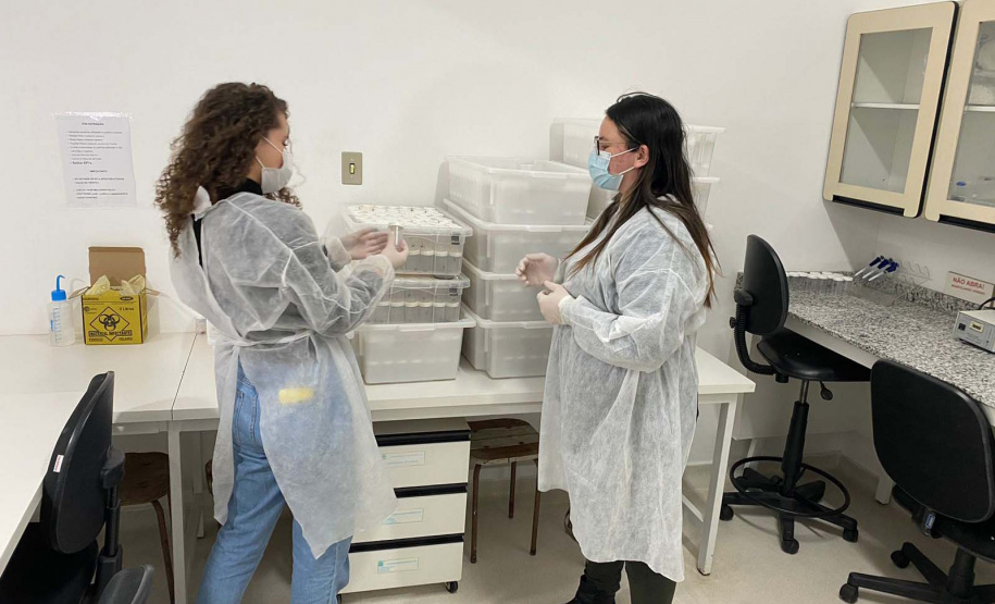 Captura de aranha-marrom garante produção de soro antiloxoscélico no Paraná