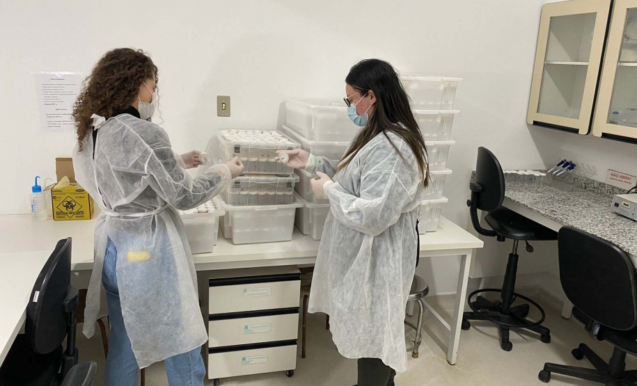 Captura de aranha-marrom garante produção de soro antiloxoscélico no Paraná