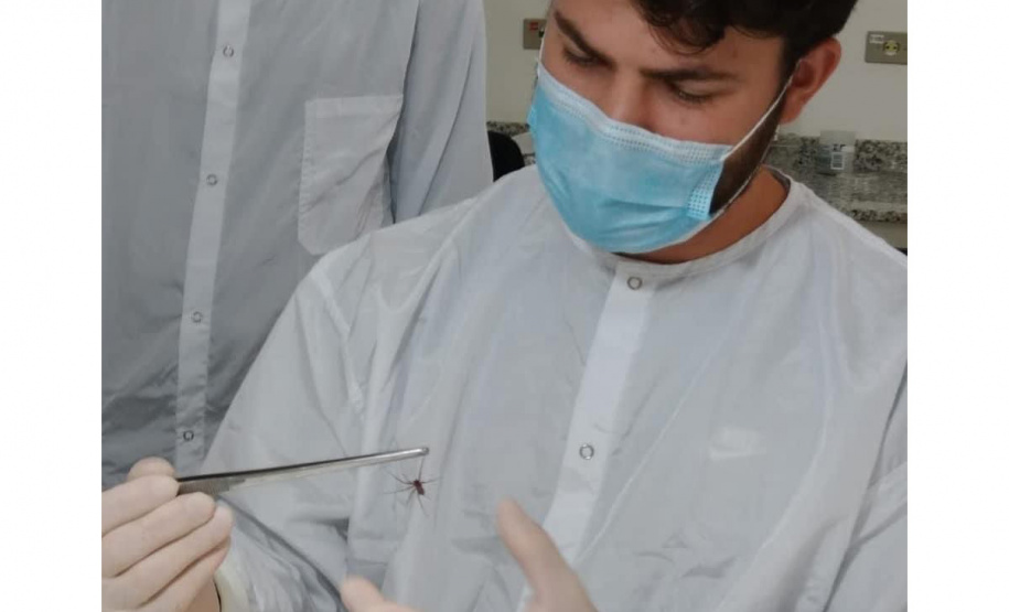 Captura de aranha-marrom garante produção de soro antiloxoscélico no Paraná