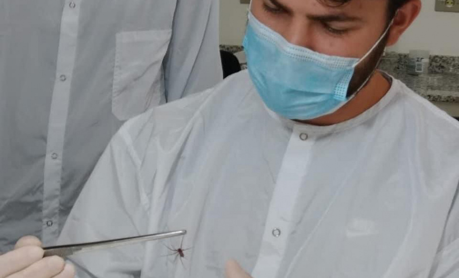 Captura de aranha-marrom garante produção de soro antiloxoscélico no Paraná