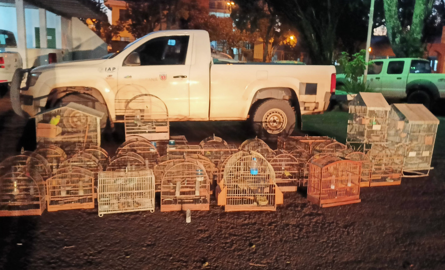 Fiscais do IAT apreenderam 56 aves, de 13 espécies diferentes, em Assis Chateaubriand, na Região Oeste
