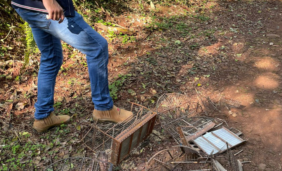 Fiscais do IAT apreenderam 56 aves, de 13 espécies diferentes, em Assis Chateaubriand, na Região Oeste