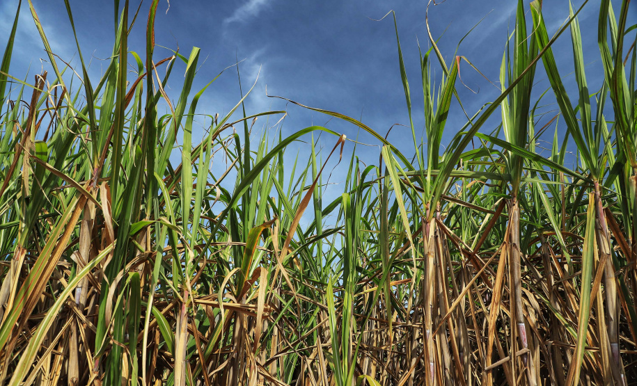 Boletim Agrometeorológico