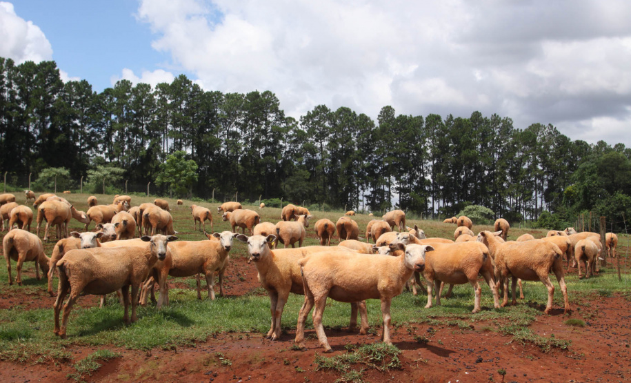 Com o término da campanha de atualização online, Adapar faz busca ativa para cadastramento de rebanhos
