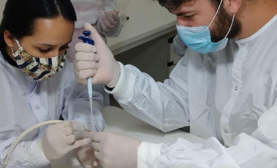 Captura de aranha-marrom garante produção de soro antiloxoscélico no Paraná