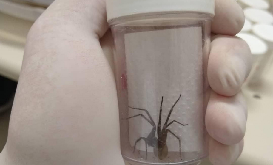 Captura de aranha-marrom garante produção de soro antiloxoscélico no Paraná
