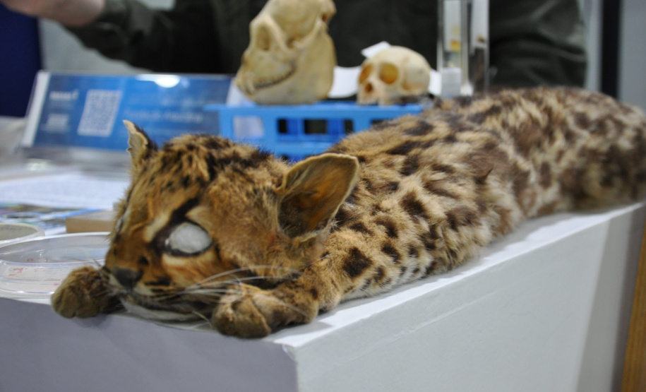 Governo do Estado apresenta ações de fomento científico e tecnológico  focadas na pesquisa