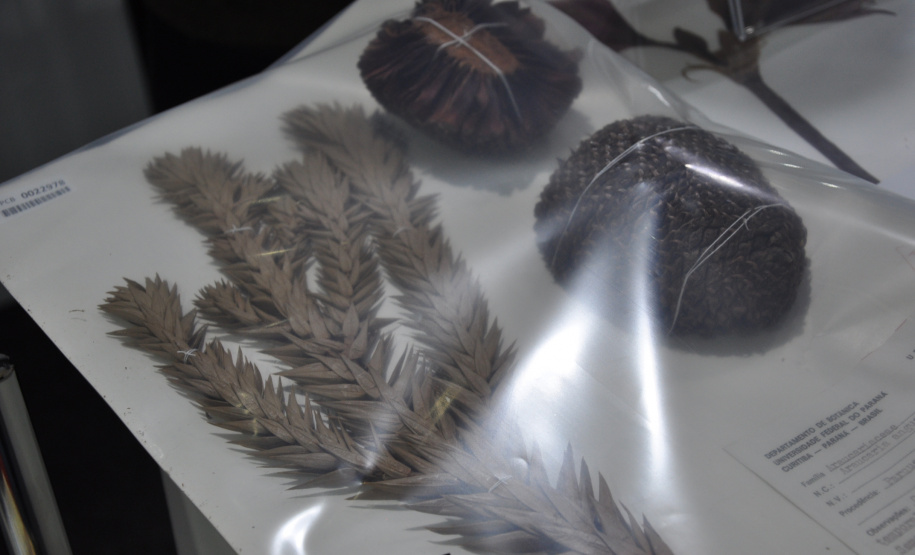 Governo do Estado apresenta ações de fomento científico e tecnológico  focadas na pesquisa