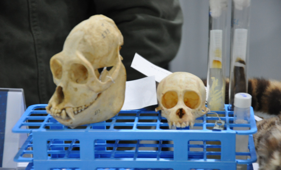 Governo do Estado apresenta ações de fomento científico e tecnológico  focadas na pesquisa