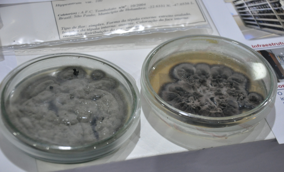 Governo do Estado apresenta ações de fomento científico e tecnológico  focadas na pesquisa