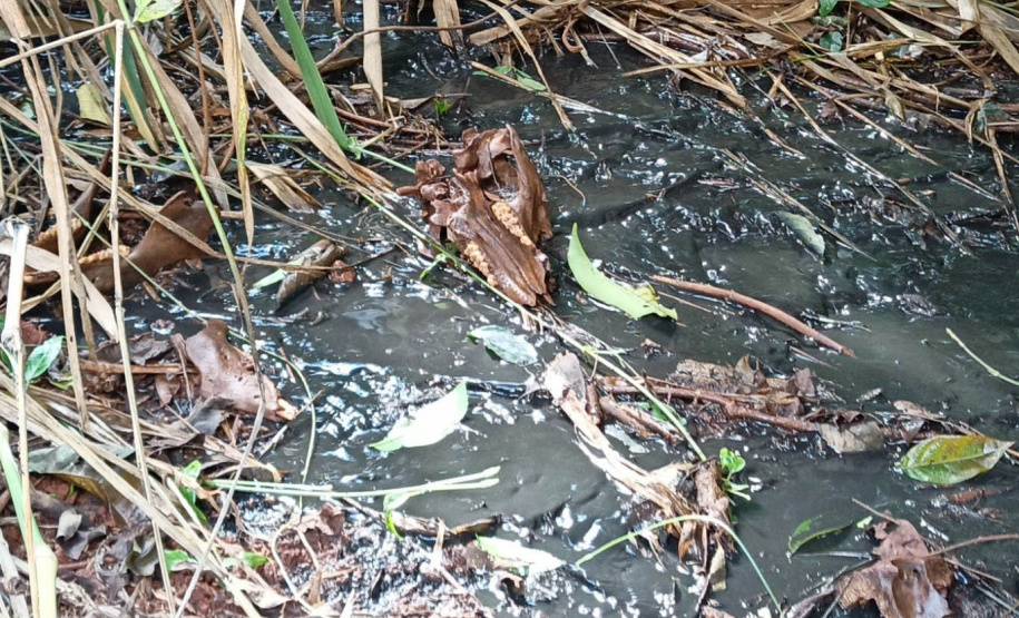 Com aumento de 60% nas denúncias, IAT aperta fiscalização contra o lançamento clandestino de dejetos da suinocultura