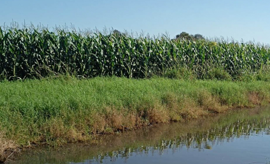 Com aumento de 60% nas denúncias, IAT aperta fiscalização contra o lançamento clandestino de dejetos da suinocultura