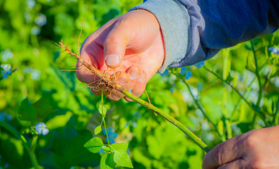 Fazenda Escola da UEPG reduz emissão de 400 toneladas de carbono por safra