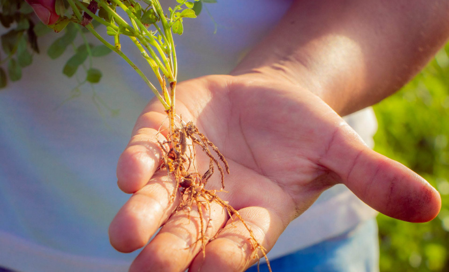 Fazenda Escola da UEPG reduz emissão de 400 toneladas de carbono por safra