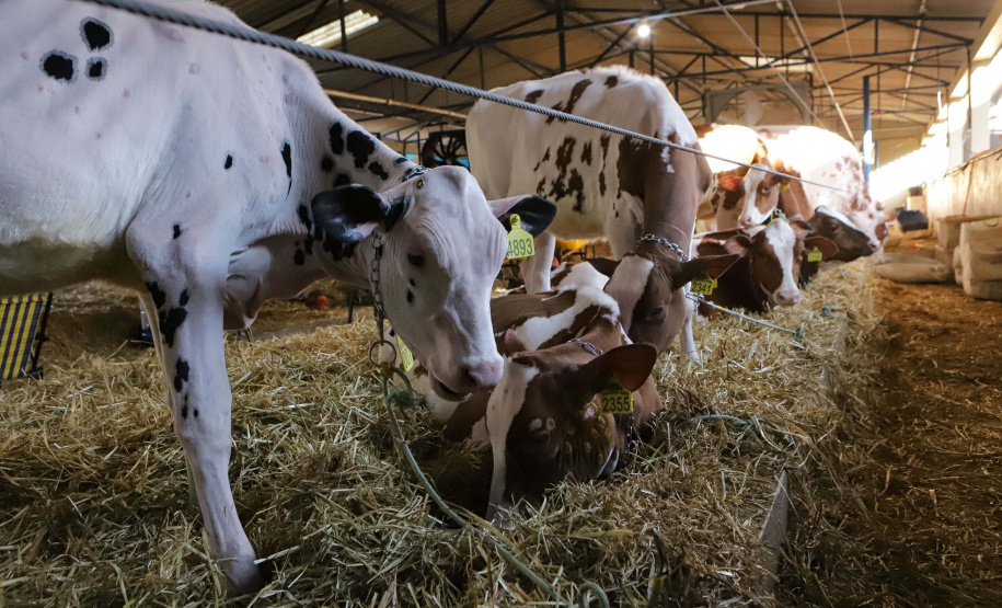 Instituto Água e Terra concedeu a Licença Ambiental de Operação que permite o início da construção de uma nova sede da Frísia Cooperativa Agroindustrial em Ponta Grossa