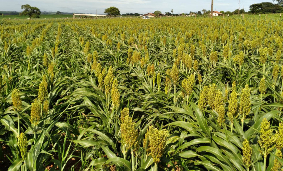 Dia de campo mostra o potencial do sorgo no Arenito Caiuá