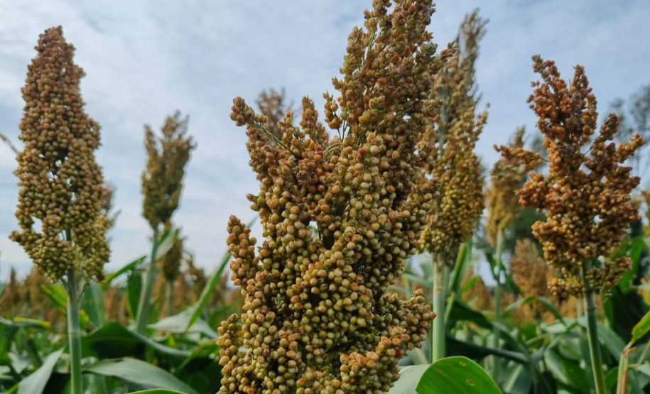 Dia de campo mostra o potencial do sorgo no Arenito Caiuá