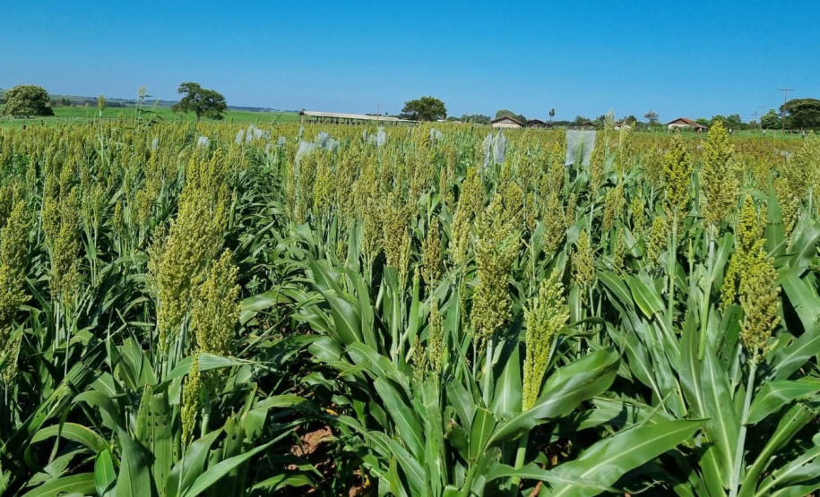 Dia de campo mostra o potencial do sorgo no Arenito Caiuá