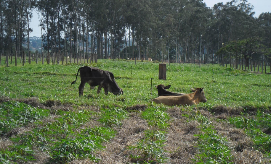 Publicação do IDR-Paraná analisa integração mandioca-pecuária no Arenito Caiuá