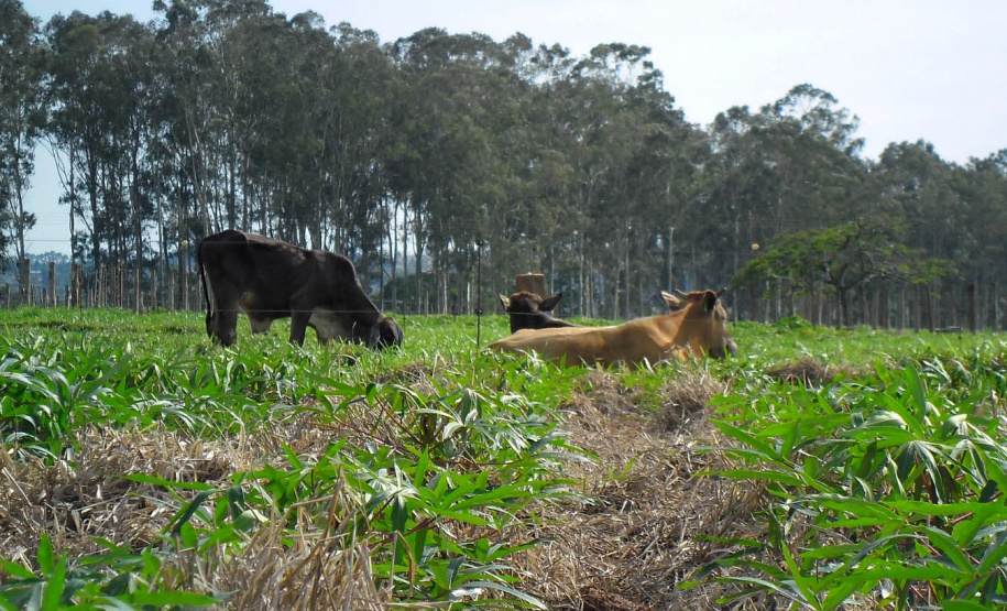 Publicação do IDR-Paraná analisa integração mandioca-pecuária no Arenito Caiuá