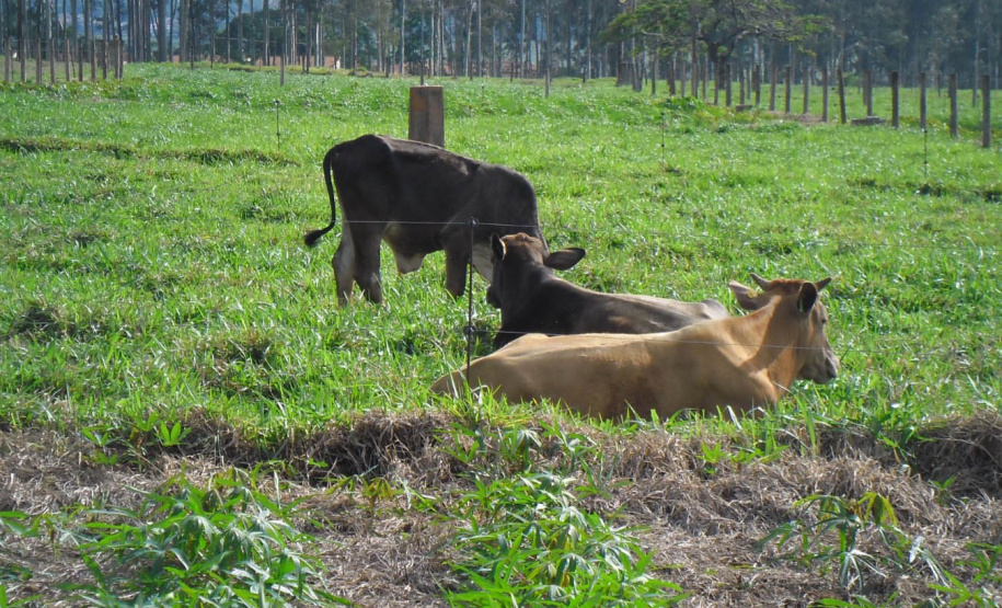 Publicação do IDR-Paraná analisa integração mandioca-pecuária no Arenito Caiuá