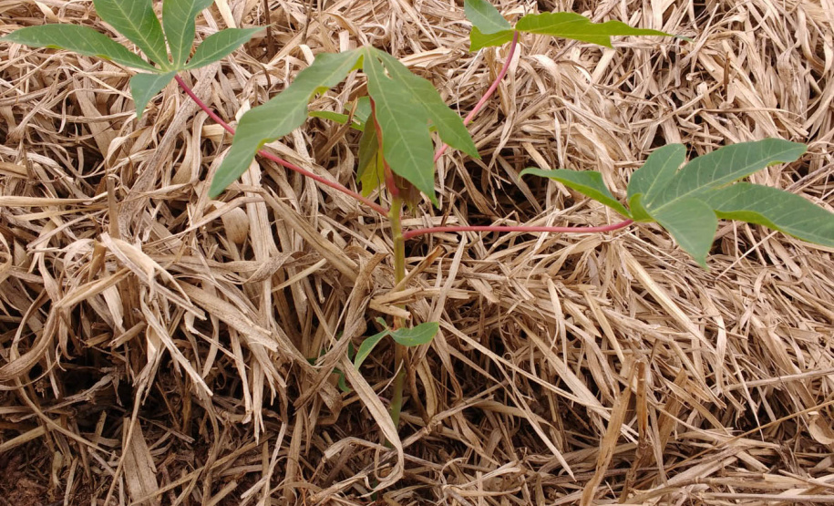 Publicação do IDR-Paraná analisa integração mandioca-pecuária no Arenito Caiuá