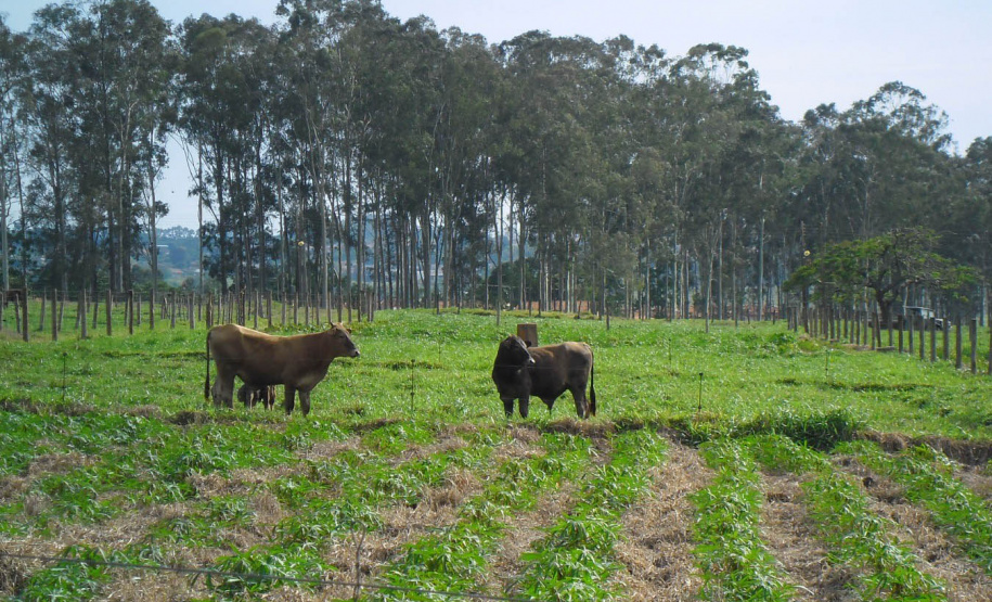 Publicação do IDR-Paraná analisa integração mandioca-pecuária no Arenito Caiuá