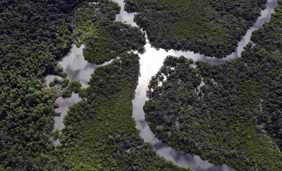Paraná foi o estado do País que mais reduziu o desmatamento ilegal da Mata Atlântica com queda de 54%.