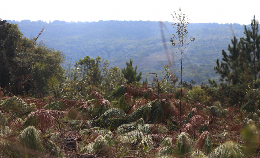 O IAT começou uma consulta pública para ampliar o debate sobre a regulamentação do cultivo de pinus e outras plantas exóticas invasoras no Paraná.