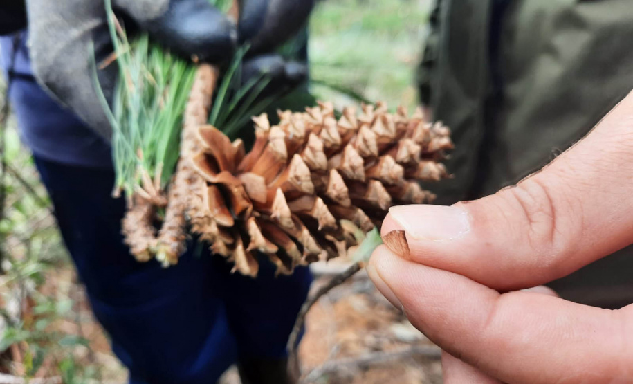 O IAT começou uma consulta pública para ampliar o debate sobre a regulamentação do cultivo de pinus e outras plantas exóticas invasoras no Paraná.