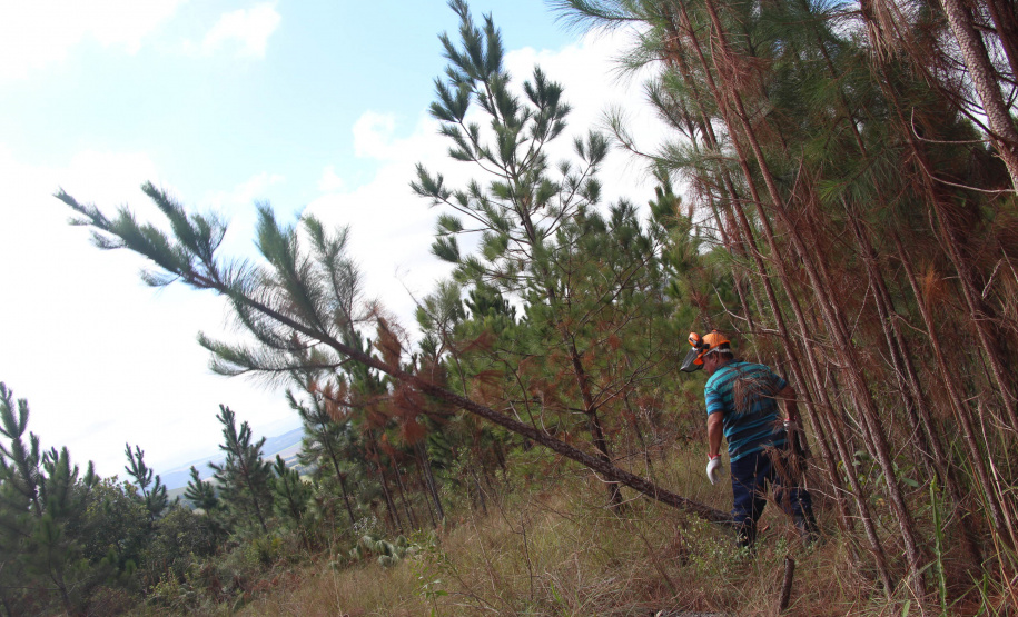 O IAT começou uma consulta pública para ampliar o debate sobre a regulamentação do cultivo de pinus e outras plantas exóticas invasoras no Paraná.