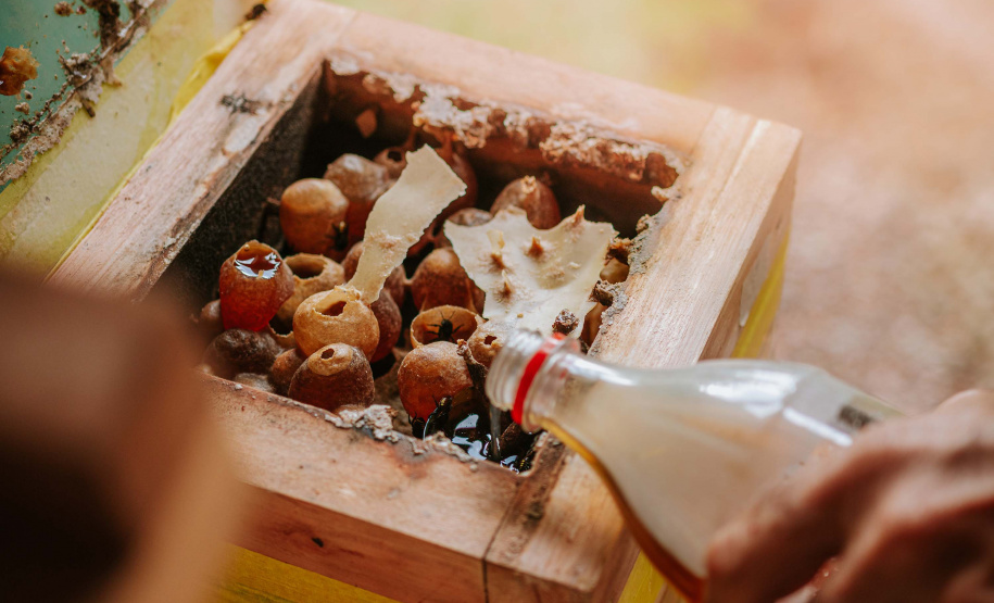 O produtor Erich de Barros Lange participou da capacitação realizada pelo Tecpar e já instalou caixas de abelhas na sua chácara em Morretes.