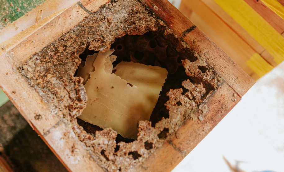 O produtor Erich de Barros Lange participou da capacitação realizada pelo Tecpar e já instalou caixas de abelhas na sua chácara em Morretes.