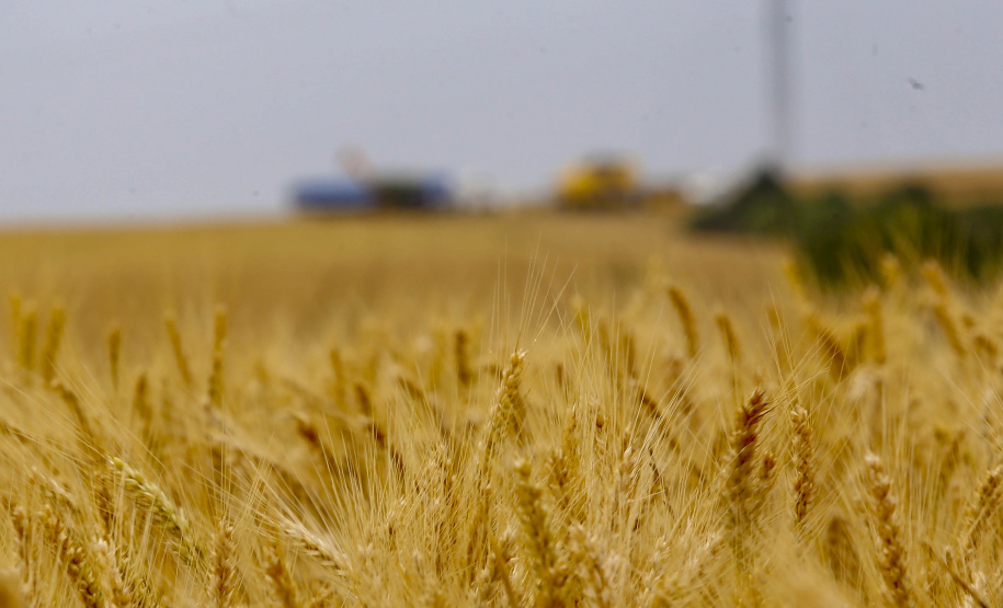 Brasil reduz importação de trigo no primeiro semestre; Paraná tem leve aumento nas exportações
