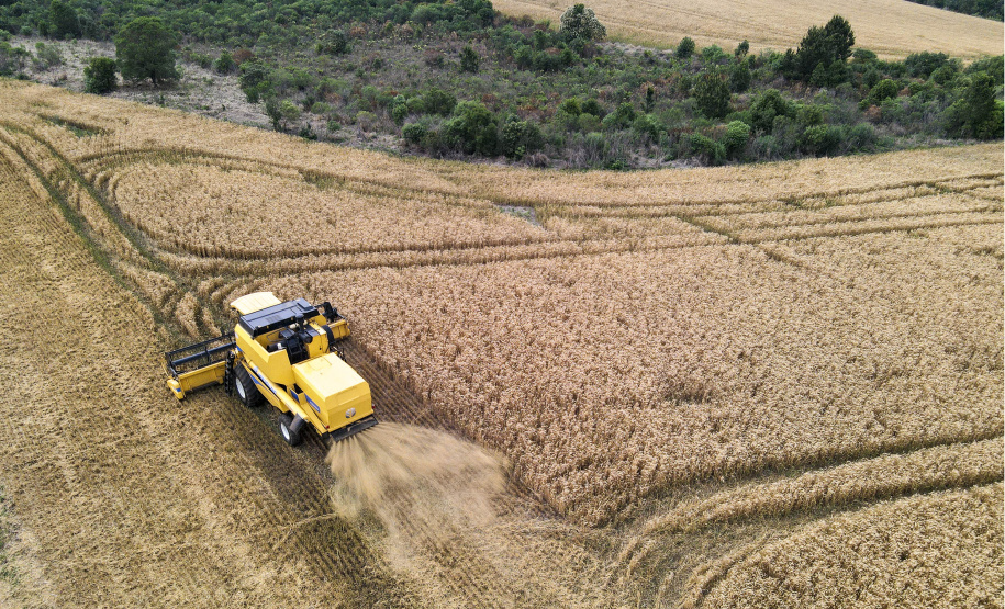 Brasil reduz importação de trigo no primeiro semestre; Paraná tem leve aumento nas exportações