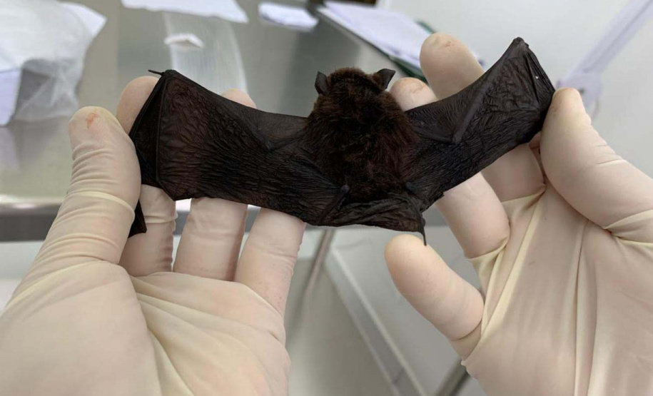 No mês de combate às zoonoses, Sesa esclarece sobre a raiva e protocolo em caso de acidente