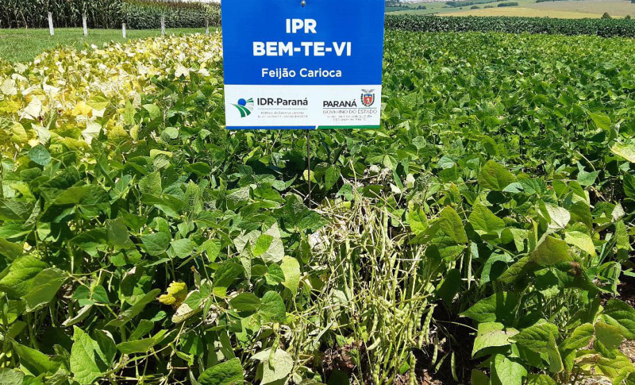 No dia da ciência e do pesquisador, IDR- Paraná enaltece conquistas