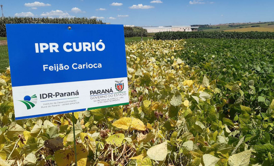 No dia da ciência e do pesquisador, IDR- Paraná enaltece conquistas