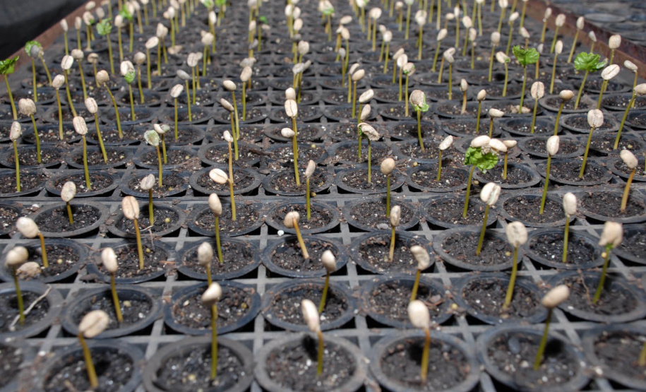 No dia da ciência e do pesquisador, IDR- Paraná enaltece conquistas