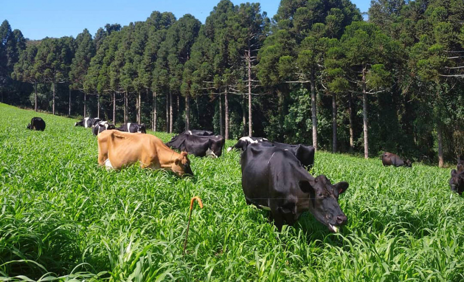 Queijaria de Francisco Beltrão é a primeira do Paraná a receber selo carbono neutro