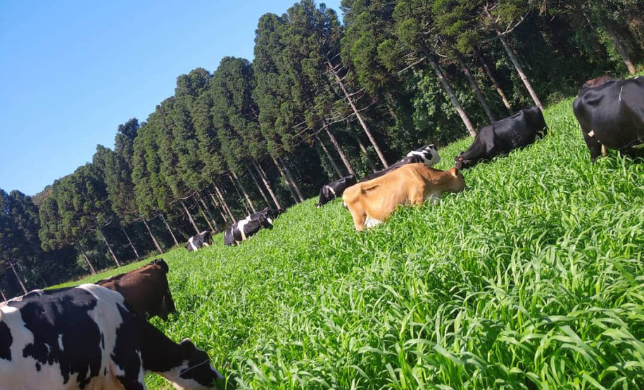 Queijaria de Francisco Beltrão é a primeira do Paraná a receber selo carbono neutro