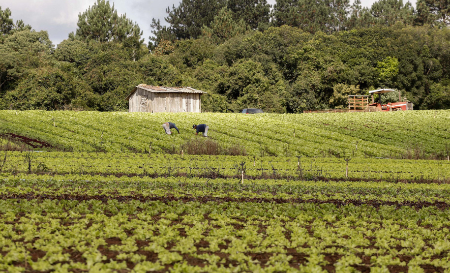 Coopera Paraná: Governo publica edital de R$ 31,5 milhões para apoiar agricultura familiar