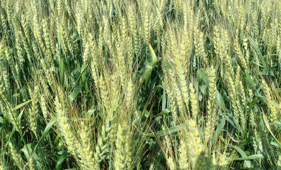 Estado reforça convite para municípios aderirem a sistema que elimina limites para venda de produtos agroindustrializados