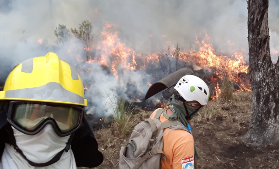 Brigadistas Voluntários